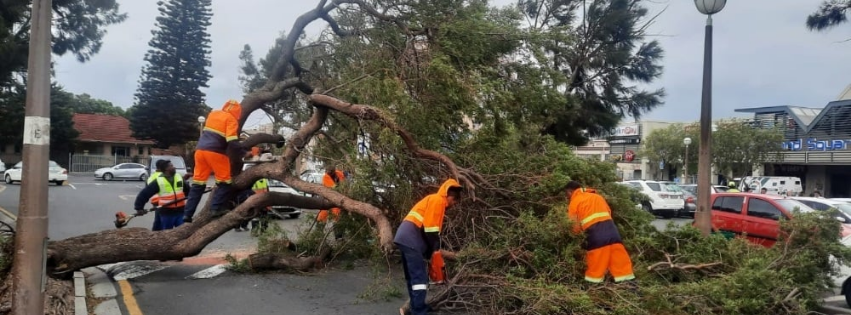 Top Tips to Keep Your Garden in Check Rainy Season Tree & Lawn Care: