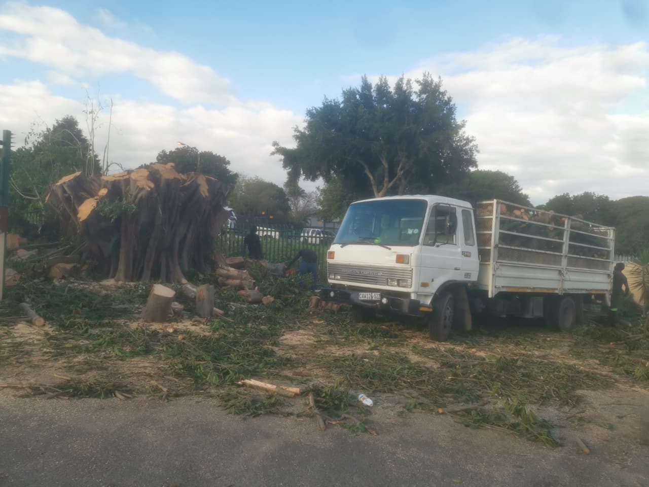 Tree felling in the western cape Tree felling in capetown
