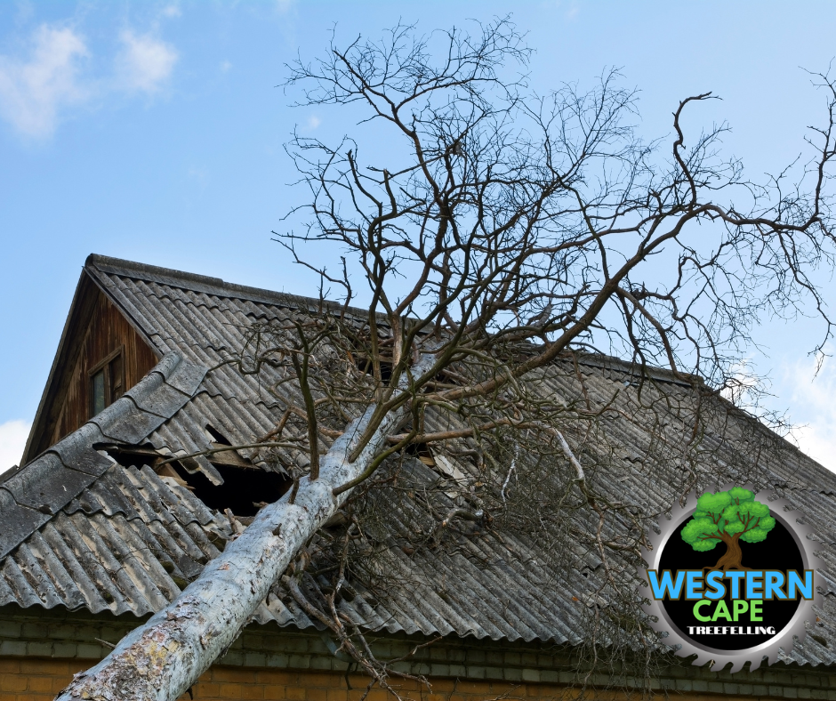 DIY vs Professional Tree Felling Dangers of DIY Tree felling