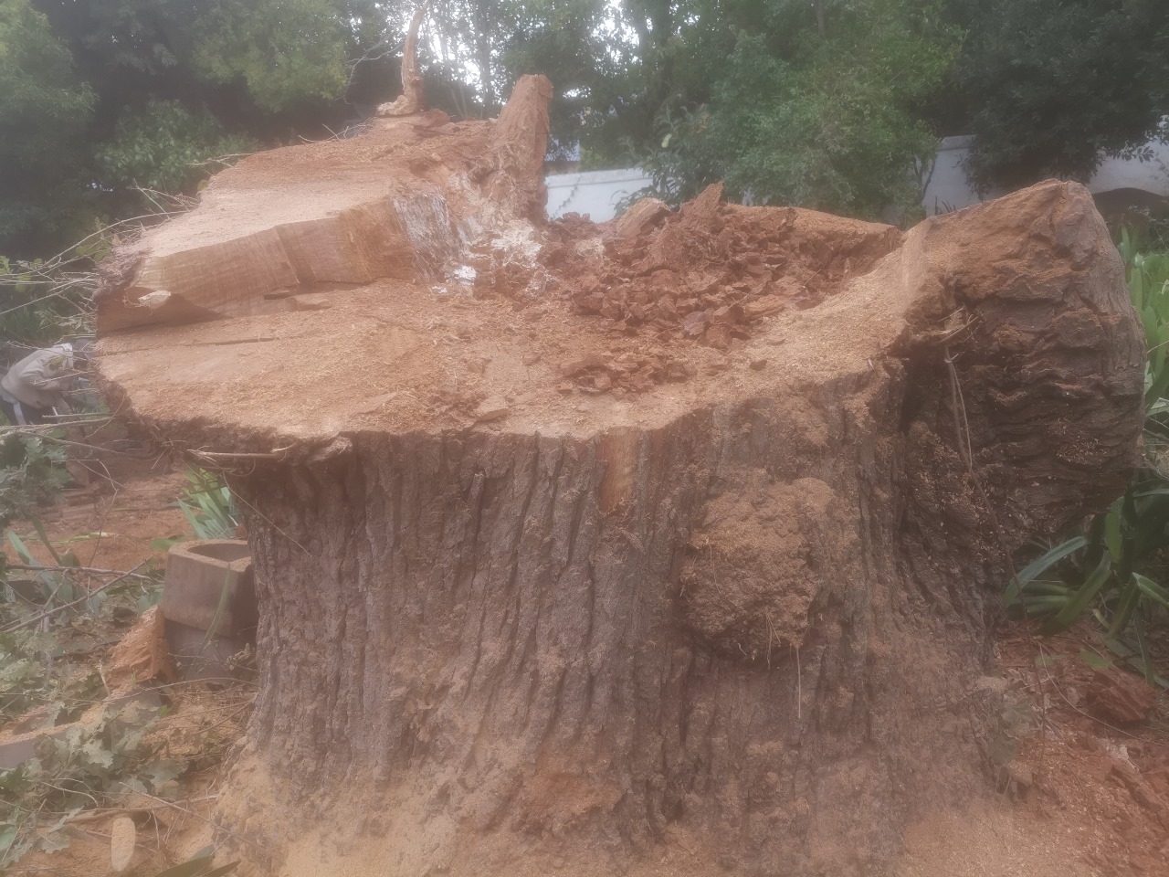 Professional stump removal service in Stellenbosch
